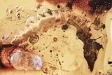 Detailed Fossil Millipede (Diplopoda) in Baltic Amber #325344-1